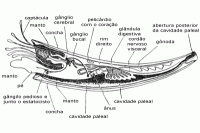 /album/galeria-de-fotos-scaphopoda/scaphopoda-2-gif/